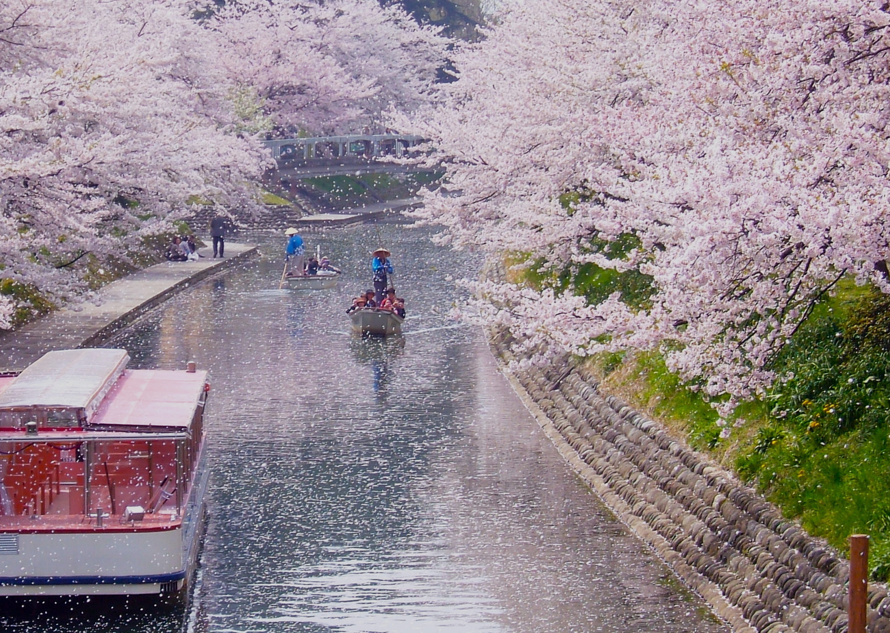 富山松川の桜の風景